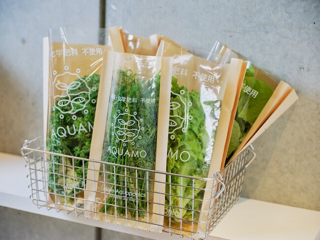 アクポニ、循環型農業「アクアポニックス」産野菜を虎ノ門で販売開始