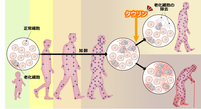 タウリンが老化細胞の除去を促すことを発見～健康寿命の延伸へつながる可能性～
