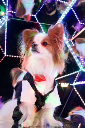 ペットの“家族化”が進む中、「じっとできないわんちゃん大歓迎」セルフフォトスタジオ『PILI Dog Studio』が東京・多摩にオープン