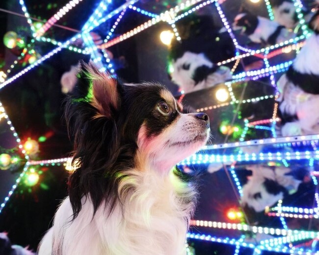 「じっとできない子大歓迎！」犬も飼い主も“無理をしない”撮影体験へ。完全貸切セルフフォトスタジオ「PILI Dog Studio」