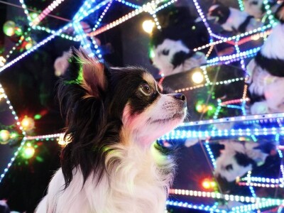 「じっとできない子大歓迎！」犬も飼い主も“無理をしない”撮影体験へ。完全貸切セルフフォトスタジオ「PILI Dog Studio」