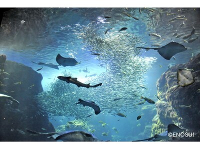 【神奈川・横浜DC特別企画】神奈川県内の水族館で「奇跡の瞬間コンテスト！」を実施します！