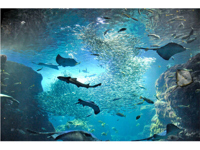 【神奈川・横浜DC特別企画】神奈川県内の水族館で「奇跡の瞬間コンテスト！」を実施します！