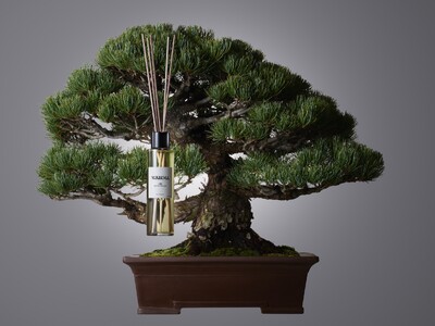 日本の美意識に基づく盆栽フレグランス WABIMA 空間ディフューザーを展開
