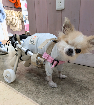 老犬介護士×【モノづくりのまち東大阪】職人技が融合　歩けなくなった愛犬に“もう一度、歩く喜び”を！完全オーダーメイド犬用車いすの提供開始