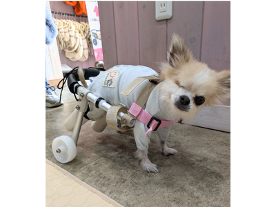 老犬介護士×【モノづくりのまち東大阪】職人技が融合　歩けなくなった愛犬に“もう一度、歩く喜び”を！完全オーダーメイド犬用車いすの提供開始