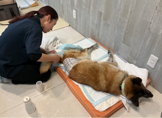 高齢化するペット社会の“空白“を埋める　シニア犬・要介護犬専門　複合ケア拠点が大阪に開設！！！シニア犬のデイサービス本格始動！