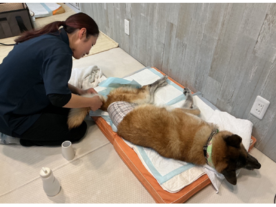 高齢化するペット社会の“空白“を埋める　シニア犬・要介護犬専門　複合ケア拠点が大阪に開設！！！シニア犬のデイサービス本格始動！