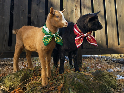 富士山の麓で「ヤギのシツジ」がお出迎え。HANZ OUTDOOR RESORT河口湖で、タロとジロが執事に就任！
