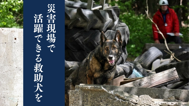 救助犬訓練士協会（RDTA）が、国際基準の救助犬育成と認定試験開催のため300万円を目標にクラウドファンディングを開始
