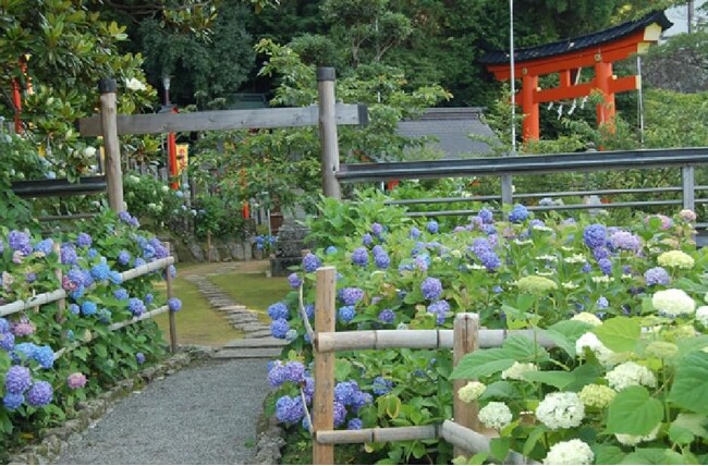 世界遺産‧熊野那智大社で「紫陽花祭」開催　約3,000株が彩る紫陽花園を一般公開