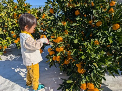 和歌山の優良品種「ゆら早生」を海南市下津町で食べ放題 藤原農園が秋限定のみかん狩り収穫体験を開催