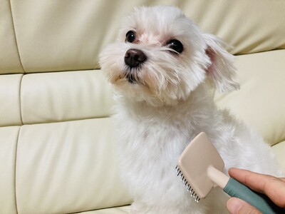 愛犬の毛を元気なうちから残す。別れを経験した飼い主の選択