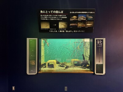 アクリルガラス交換にともなう一部展示水槽の閉鎖について