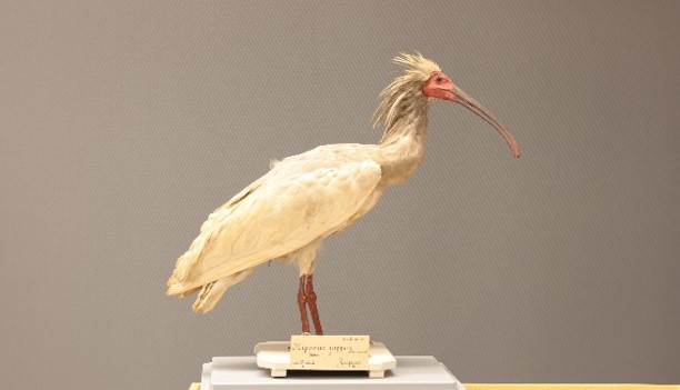 琵琶湖博物館30周年記念企画展示関連セミナー　「日本のトキの過去・現在・未来-身近な水辺にすむ生き物と人の未来」を開催します