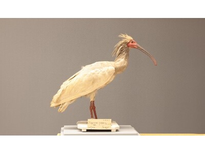 琵琶湖博物館30周年記念企画展示関連セミナー　「日本のトキの過去・現在・未来-身近な水辺にすむ生き物と人の未来」を開催します
