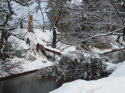 大雪で倒木した弘前公園の推定樹齢260年の松と桜を、新たな地域資源として活用