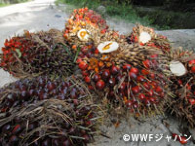 日本生協連がWWFのボルネオ森林保全プロジェクトの支援へ