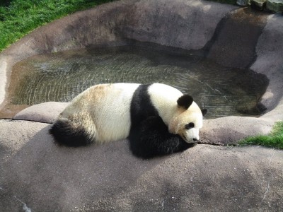 トリップアドバイザー「旅好きが選ぶ！日本の動物園・水族館ランキング2018」を発表