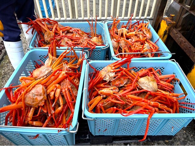 能登半島地震 復興支援】輪島のカニ漁を救え！賞味期限の壁（生食で