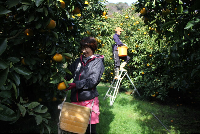 “作るだけでは続かない”農業を変える。和歌山の夫婦農家が、加工品とECで広げる小規模農家の可能性