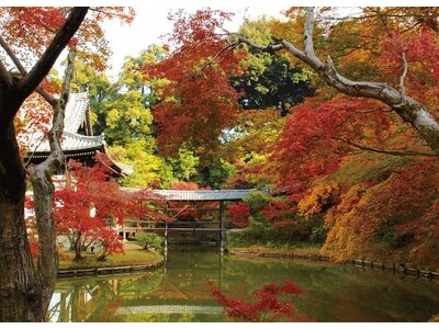 １日100名限定で京都東山の名刹を独占！「京都の紅葉　高台寺早朝貸切拝観」ツアーを好評販売中