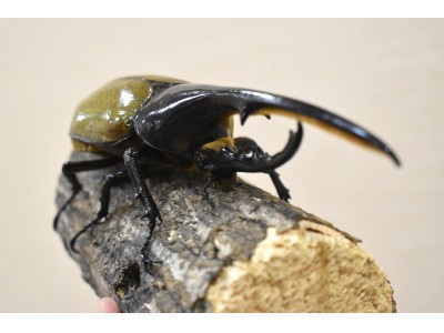 『真冬の昆虫採集』~常夏の楽園でカブトムシ・クワガタとのふれあい体験~