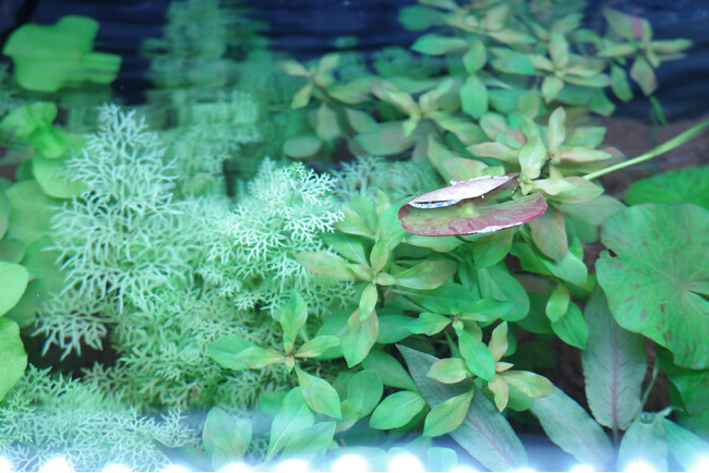 新潟市南区に「あくあしょっぷ　ぎんなん」7月7日OPEN｜海水魚・水草・生体を扱う、小さく始められるアクアリウム専門店