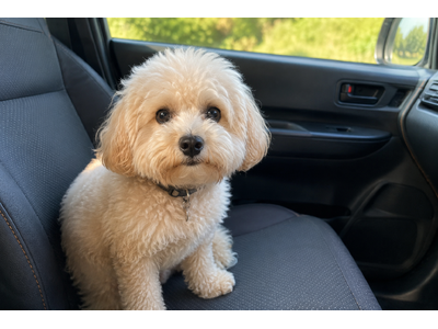 愛犬をスマホで見守れるキャンピングカーシステム「AIVIS FOR PET(アイビス フォー ペット)」誕生