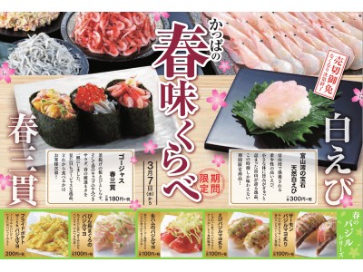 深い甘みの希少ネタ「富山湾の宝石 天然白えび」を特別入荷！　『かっぱの春味くらべ』フェア開始　～桜えびや天然さよりなど彩り鮮やかな春の味覚を全20種ご用意～　