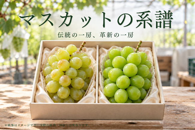 過去と現在を繋ぐ『マスカットの系譜』2種のマスカット食べ比べセットを限定販売します