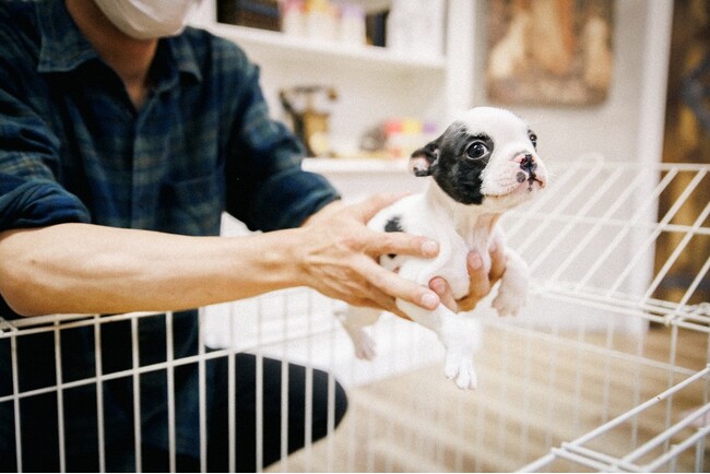 子犬・子猫の健やかな成長を支える床環境とは