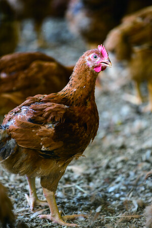 料理家・arikoさんと作る手軽でとびきりおいしい　秋川牧園づくしのクリスマスディナーキット発売　レシピライブ配信開催