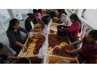 【日本唯一※】グアテマラ・コバン地区に特化したコーヒーオンラインショップ「Coban Coffee Club.」が9月1日(火)にグランドオープン！