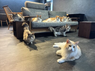 【京都】0歳から入店OK！コワーキング×癒やしが融合した京田辺初のハイブリッド猫カフェ「京田辺の猫カフェNAP」が8月22日 (土) グランドオープン