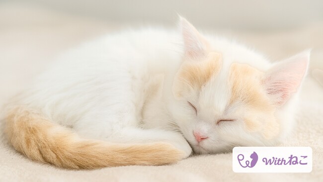 Withねこ、猫のAIヘルスケア機能を大型アップデート。第一アイペット損害保険の募集代理店としてペット保険のご案内も開始