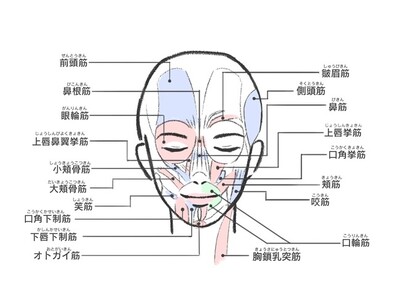 表情筋研究所「表情筋実態調査2024」