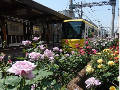 東京さくらトラム（都電荒川線）1日乗車券付ステイプラン「都電秋散歩」