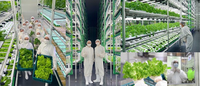 “見えない泡” が農業を変える。UFB技術、半年間の実証から期待できる植物工場の経営課題解決