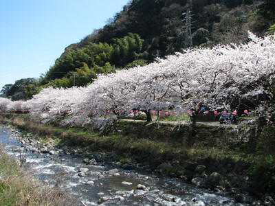 【湯河原千代田荘・山翠楼・海石榴】湯河原3館のGWおすすめの宿泊プランのご紹介