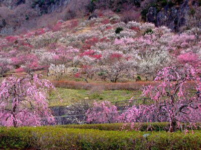 【海石榴/山翠楼/千代田荘】湯河原温泉で梅の香りに包まれませんか？ ～湯河原梅林「梅の宴」鑑賞特別プラン～