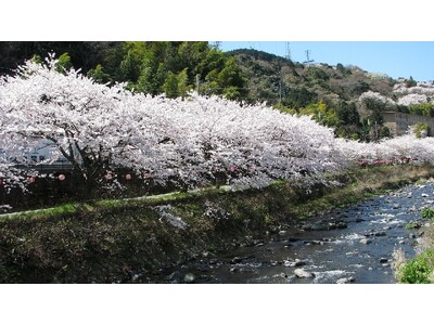 【奥湯河原温泉 海石榴つばき】3月限定 春の門出を祝う 海石榴のお祝い懐石プラン