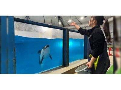 【登別石水亭】登別マリンパークニクスで思い出を作ろう♪「イルカにエサやり体験」と「キングペンギンと記念撮...