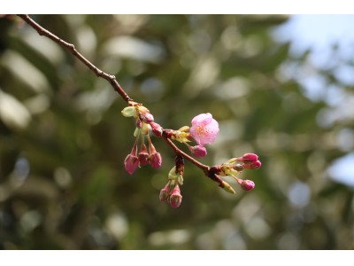 2018年　桜開花情報。「河津桜」開花しました。2018年のお花見シーズンが、いよいよスタートします！