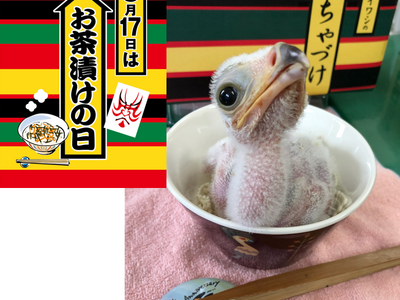 5月17日＝お茶漬けの日は、ヘビクイワシ「ちゃづけ」ちゃんが主役！　永谷園×東武動物公園「ちゃづけ」ちゃ...