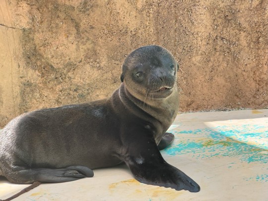 サンシャイン水族館から嬉しいお知らせ！カリフォルニアアシカの赤ちゃん誕生！