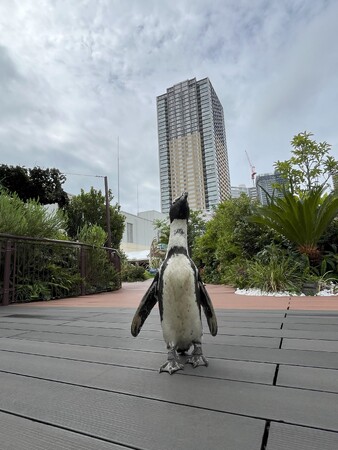 ペンギンが自由気ままに都会のビルの屋上をお散歩♪「秋のペンギンのあさんぽ」を《期間限定》で実施！一部の「いきものディスカバリー」の実施時間を公開します。