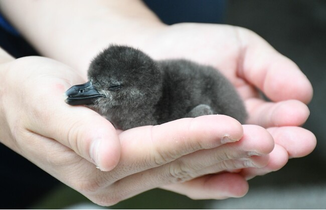 サンシャイン水族館より嬉しいお知らせ ケープペンギンの赤ちゃんが1羽誕生