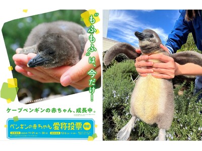 10月14日生まれのケープペンギンの赤ちゃんの愛称投票〈この瞬間を見逃さないで！“今しか見られない”ケープペンギンの赤ちゃんの愛称を投票で決定〉投票期間：11月21日～30日／愛称発表：12月6日