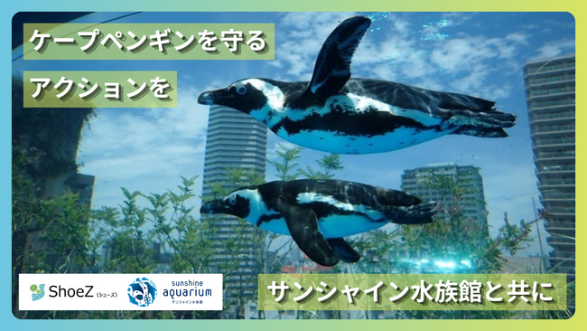 ケープペンギンの保全に関するクラウドファンディング「絶滅の危機